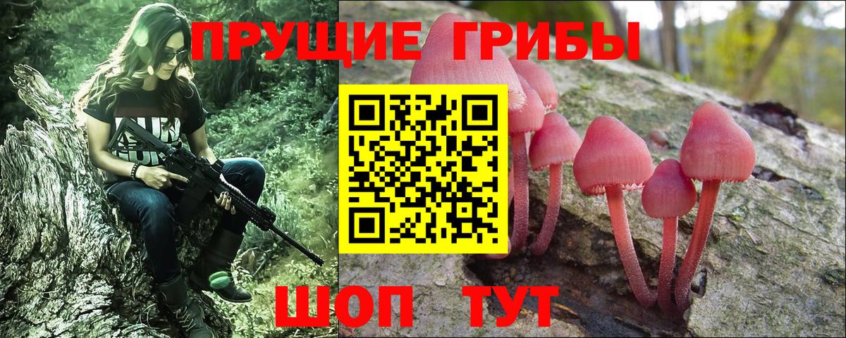 Псилоцибиновые грибы Psilocybe Ковров